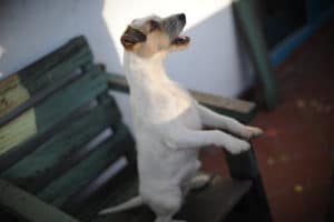 Well_Hunde_005