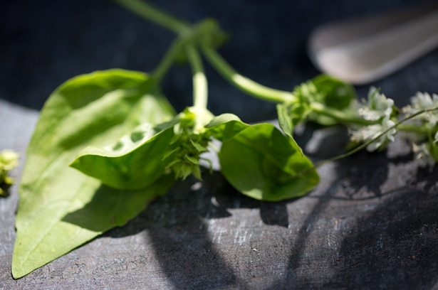 Well_Melonensuppe_004
