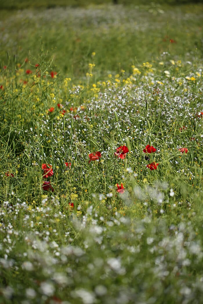 Frühling